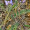 Fotografia 4 da espécie Astragalus stella do Jardim Botânico UTAD