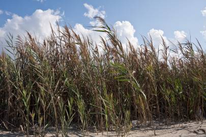 Fotografia da espécie Arundo plinii