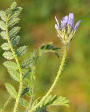 Fotografia da espécie Astragalus stella