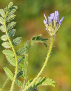 Fotografia 1 da espécie Astragalus stella no Jardim Botânico UTAD