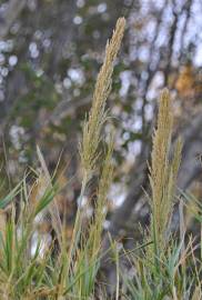 Fotografia da espécie Arundo plinii