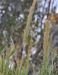 Arundo plinii