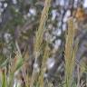 Fotografia 1 da espécie Arundo plinii do Jardim Botânico UTAD