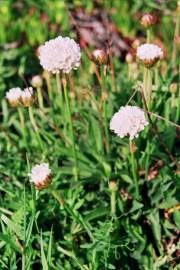 Fotografia da espécie Armeria pseudoarmeria