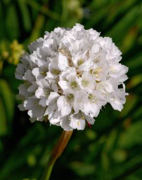 Fotografia 3 da espécie Armeria pseudoarmeria no Jardim Botânico UTAD