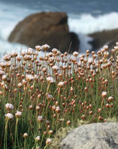 Fotografia de capa Armeria pubigera - do Jardim Botânico