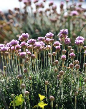 Fotografia 3 da espécie Armeria pubigera no Jardim Botânico UTAD