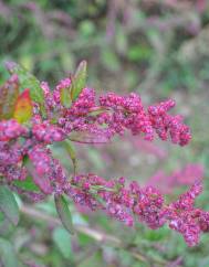 Chenopodium chenopodioides