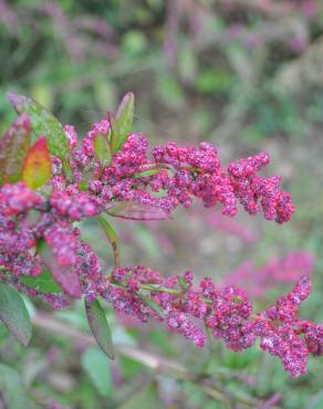 Fotografia 1 da espécie Chenopodium chenopodioides no Jardim Botânico UTAD