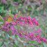 Fotografia 1 da espécie Chenopodium chenopodioides do Jardim Botânico UTAD