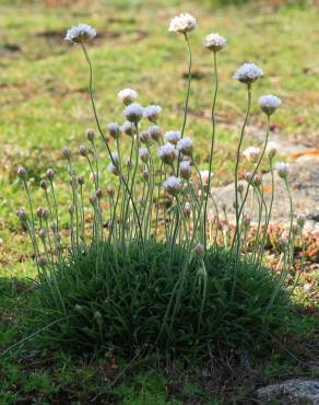 Fotografia 4 da espécie Armeria pubigera no Jardim Botânico UTAD