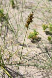 Fotografia da espécie Carex arenaria