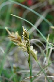 Fotografia da espécie Carex arenaria