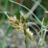 Fotografia 4 da espécie Carex arenaria do Jardim Botânico UTAD