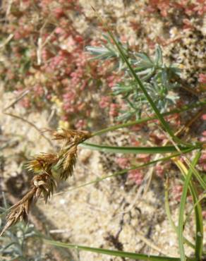 Fotografia 5 da espécie Carex arenaria no Jardim Botânico UTAD
