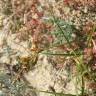 Fotografia 5 da espécie Carex arenaria do Jardim Botânico UTAD