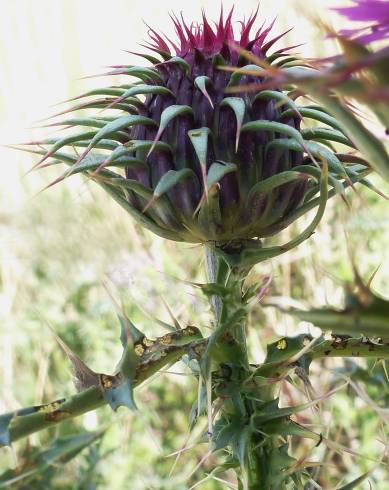 Fotografia de capa Carduus nigrescens - do Jardim Botânico