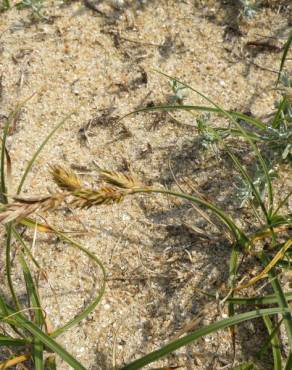 Fotografia 6 da espécie Carex arenaria no Jardim Botânico UTAD