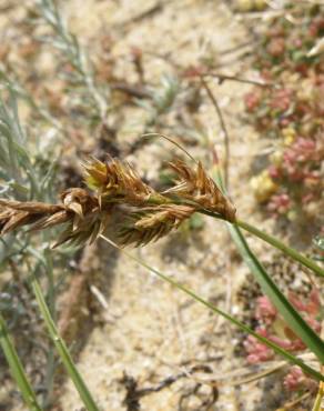 Fotografia 7 da espécie Carex arenaria no Jardim Botânico UTAD