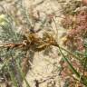 Fotografia 7 da espécie Carex arenaria do Jardim Botânico UTAD