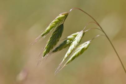 Fotografia da espécie Bromus squarrosus