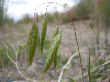 Fotografia da espécie Bromus squarrosus