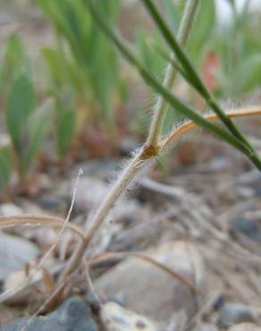 Fotografia 7 da espécie Bromus squarrosus no Jardim Botânico UTAD