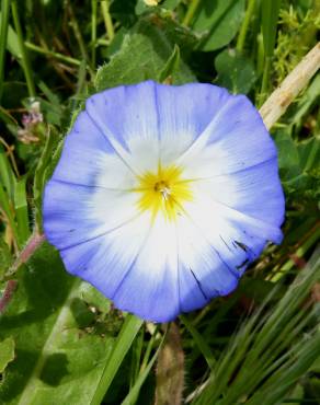 Fotografia 1 da espécie Convolvulus meonanthus no Jardim Botânico UTAD