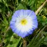 Fotografia 1 da espécie Convolvulus meonanthus do Jardim Botânico UTAD