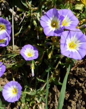 Fotografia 4 da espécie Convolvulus meonanthus no Jardim Botânico UTAD