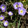 Fotografia 4 da espécie Convolvulus meonanthus do Jardim Botânico UTAD