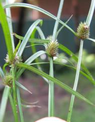 Cyperus brevifolius