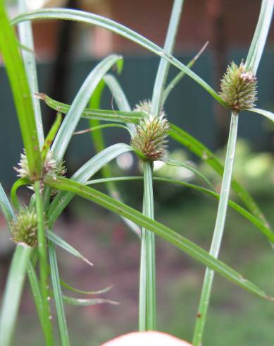 Fotografia de capa Cyperus brevifolius - do Jardim Botânico