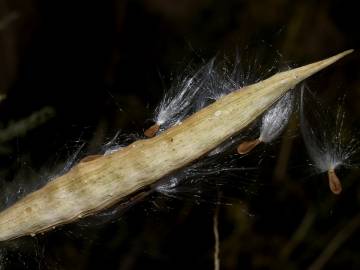 Fotografia da espécie Cynanchum acutum