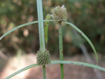 Fotografia da espécie Cyperus brevifolius