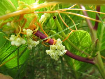 Fotografia da espécie Cuscuta campestris