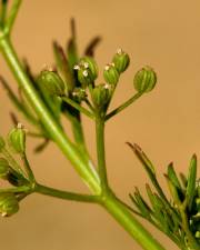 Fotografia da espécie Cyclospermum leptophyllum