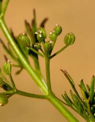 Cyclospermum leptophyllum