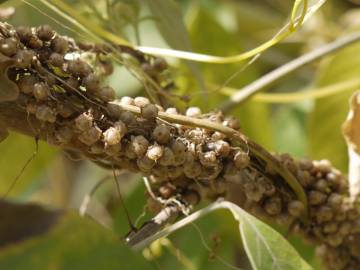 Fotografia da espécie Cuscuta campestris