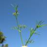 Fotografia 5 da espécie Cyclospermum leptophyllum do Jardim Botânico UTAD