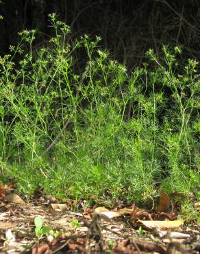 Fotografia 6 da espécie Cyclospermum leptophyllum no Jardim Botânico UTAD