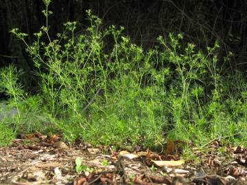 Fotografia da espécie Cyclospermum leptophyllum