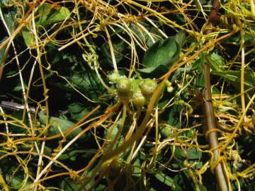 Fotografia da espécie Cuscuta campestris