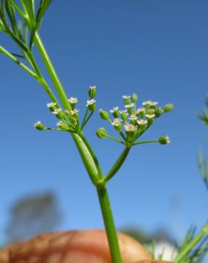 Fotografia 8 da espécie Cyclospermum leptophyllum no Jardim Botânico UTAD