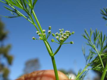 Fotografia da espécie Cyclospermum leptophyllum