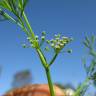 Fotografia 8 da espécie Cyclospermum leptophyllum do Jardim Botânico UTAD