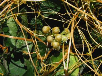 Fotografia da espécie Cuscuta campestris