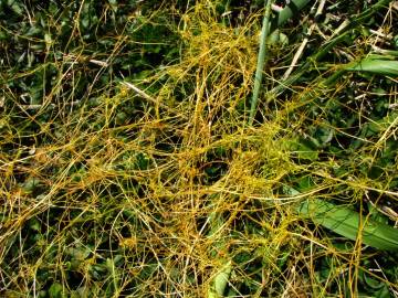 Fotografia da espécie Cuscuta campestris