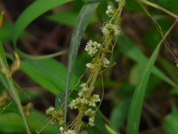 Fotografia da espécie Cuscuta campestris