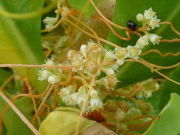 Fotografia da espécie Cuscuta campestris